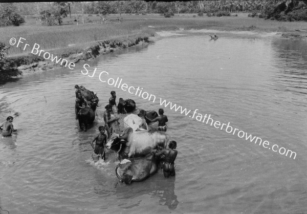 WASHING OXEN IN RIVER